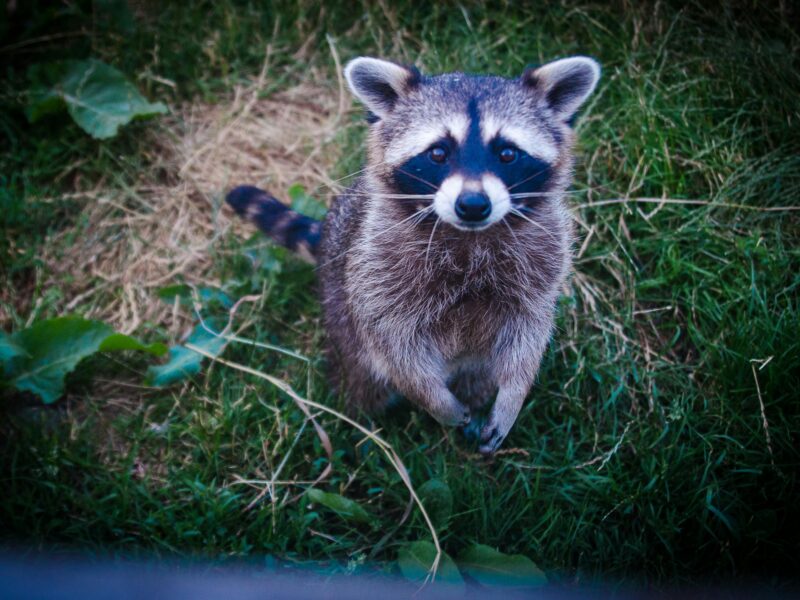 Humane Raccoon Trapping