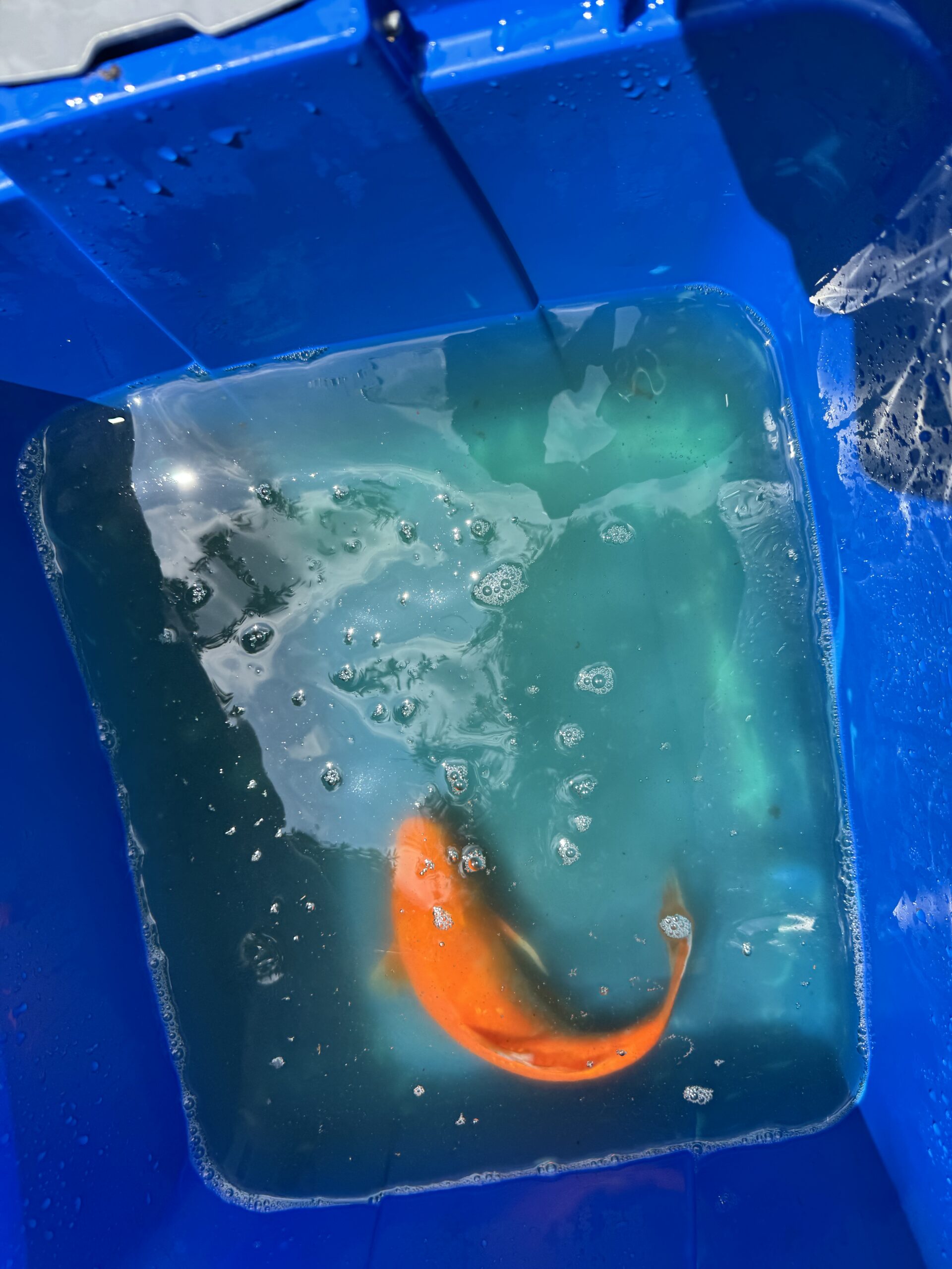 Pond Fish