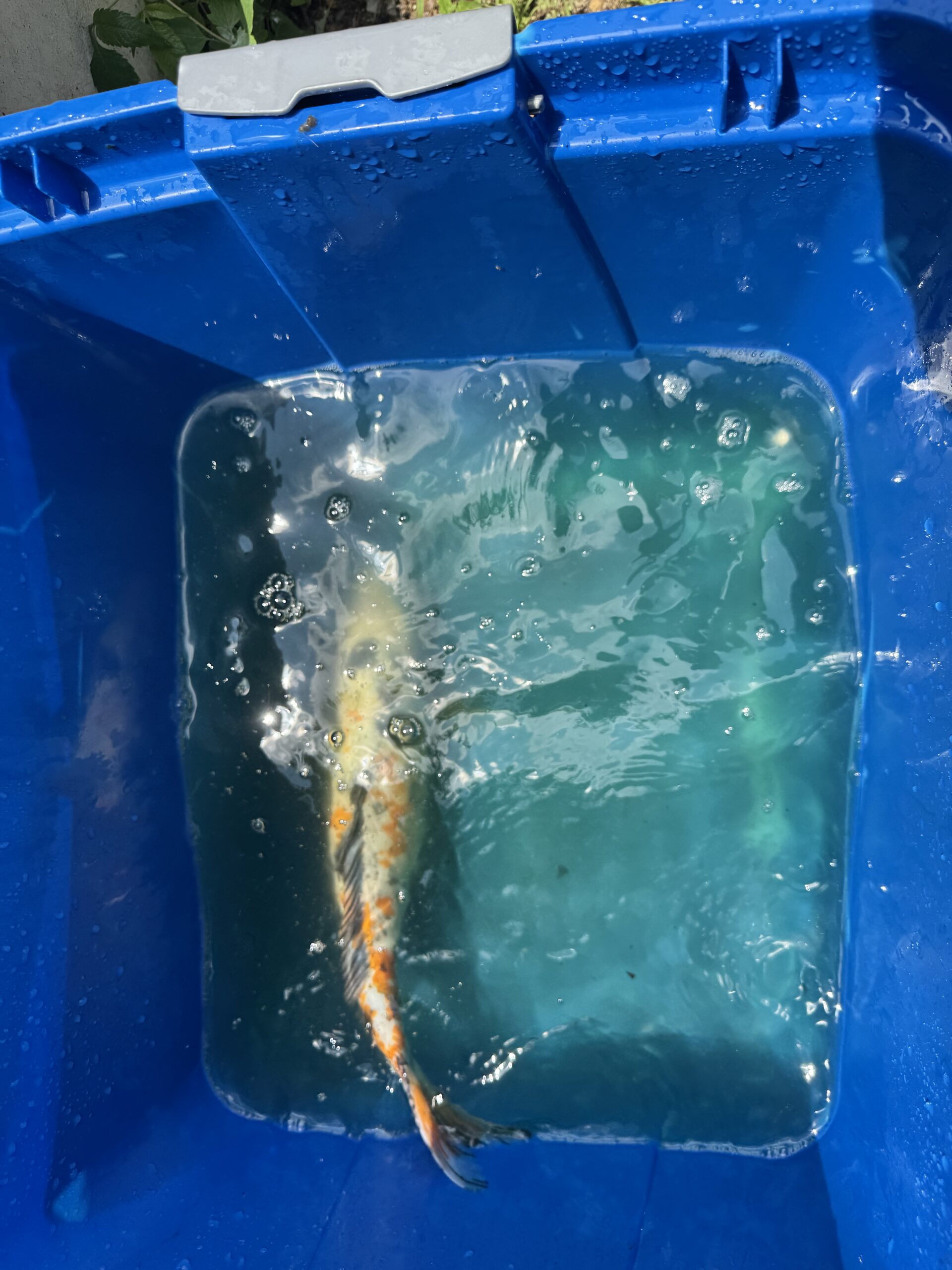 Pond Fish